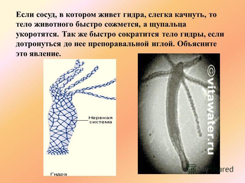 Кракен зеркало gigageek ru