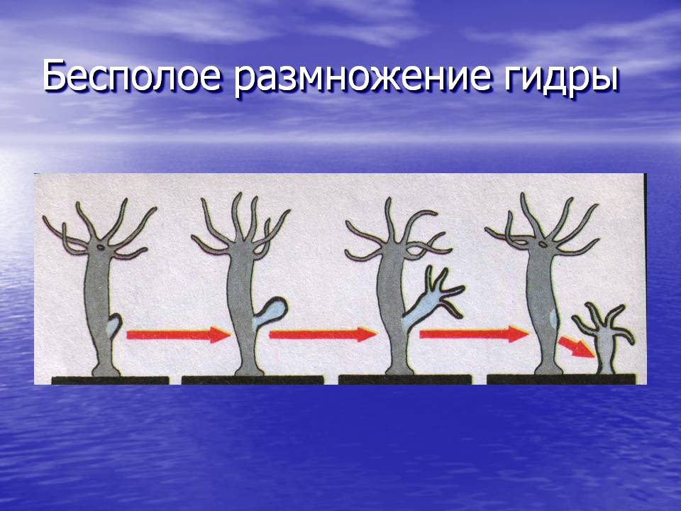 Рабочая ссылка кракен в тор
